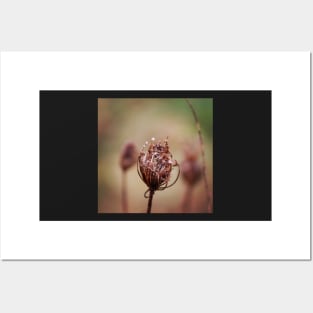 Seed head Posters and Art